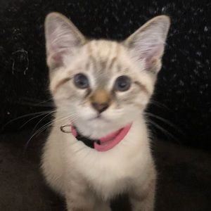 Meet your Posher, Eva